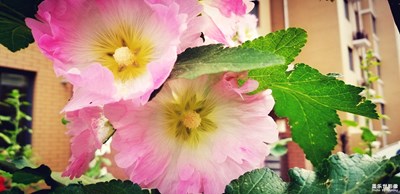 淡色之約 花開花落