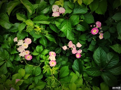 【中國最美瞬間】+與三星一路前行