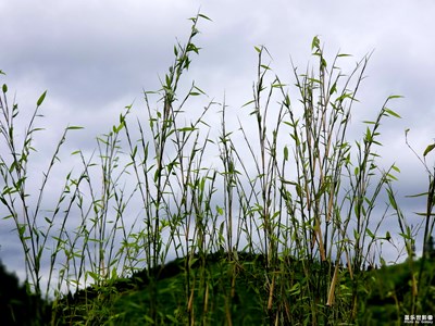 拍了才知道－綠色希望
