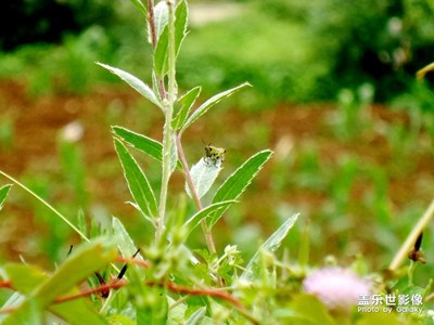 最美瞬間－小精靈