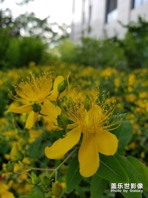 教你認識兩種花