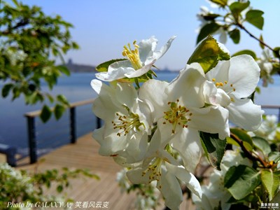 【唯美畫(huà)面】+湖岸那株白海棠