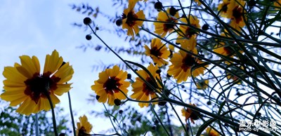 【中國(guó)最美瞬間】花花世界