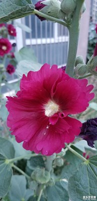 雙色花