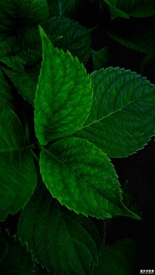 【夏天的顏色】