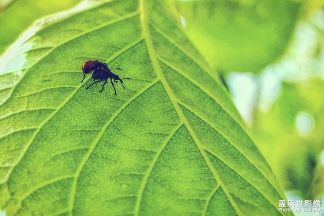 【第101期：三星Galaxy A9 Star | A9 Star Lite 正式發(fā)布】