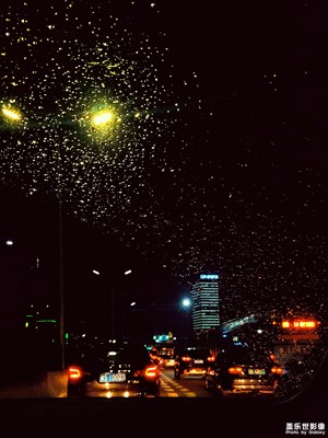 【夏之花】下雨天