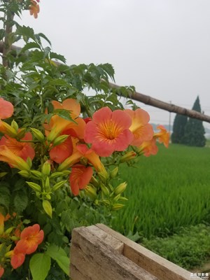 隨手拍了兩張看看