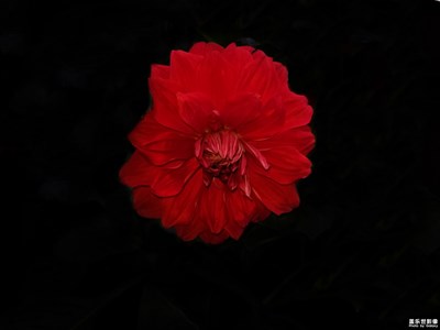 【夏之花】+牡丹