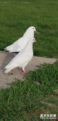 鴿子