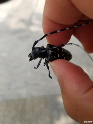 天牛隨拍