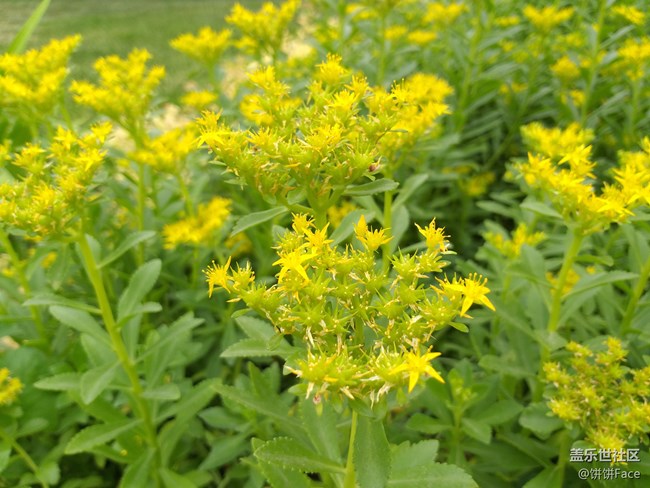 全宇宙首發(fā)！三星Galaxy A9 Star | A9 Star Lite新品評(píng)測(cè)