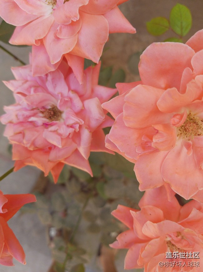 Note 8谷歌相機HDR+ 隨便拍的