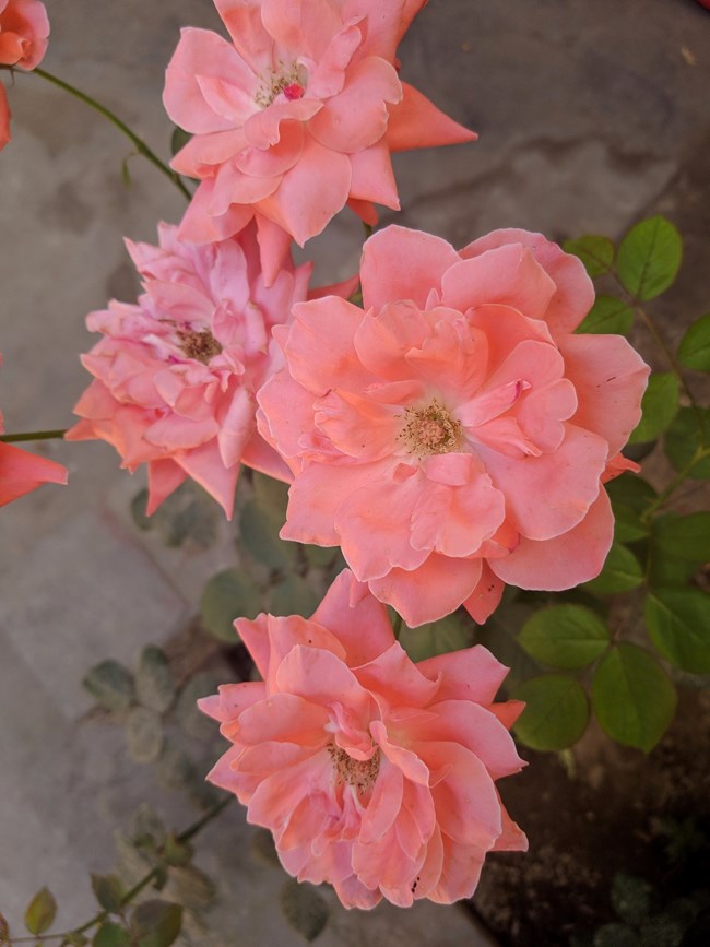 Note 8谷歌相機HDR+ 隨便拍的