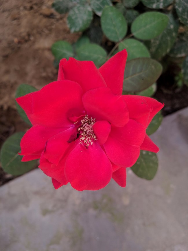 Note 8谷歌相機HDR+ 隨便拍的