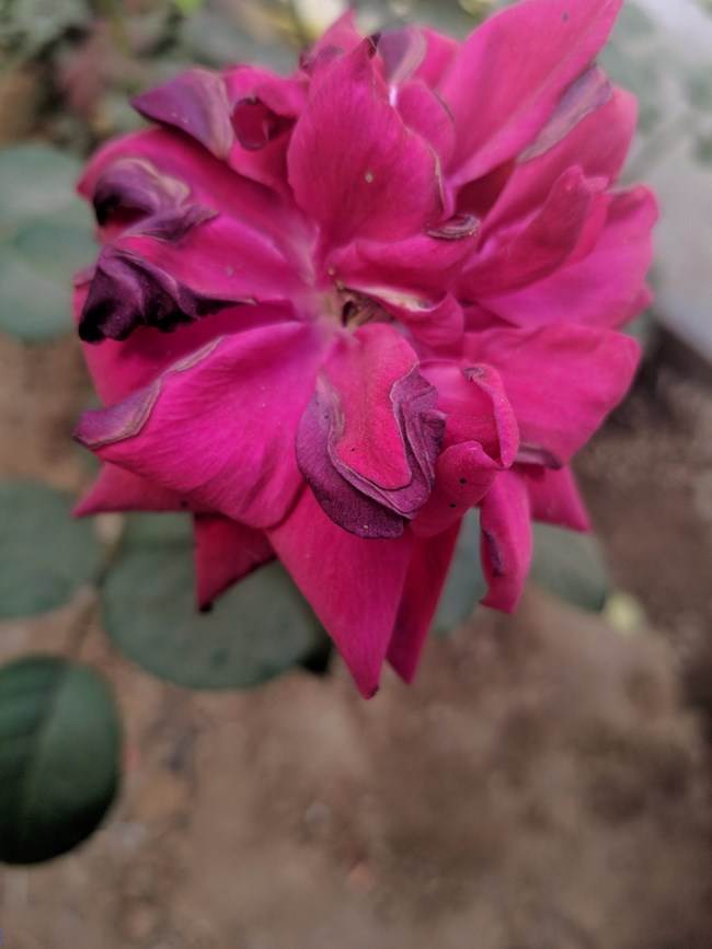 Note 8谷歌相機HDR+ 隨便拍的