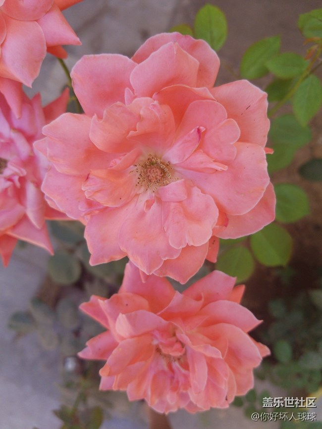 Note 8谷歌相機HDR+ 隨便拍的