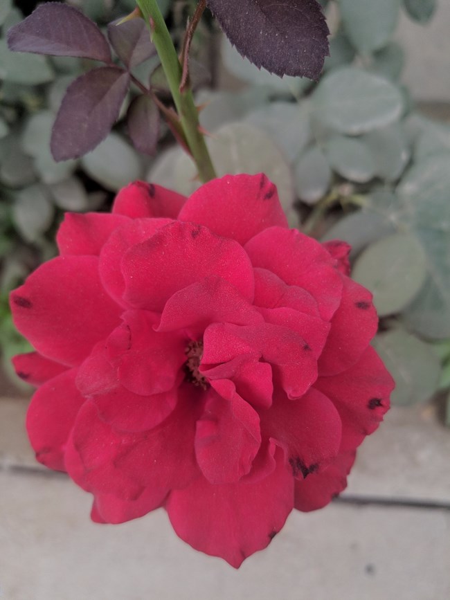 Note 8谷歌相機HDR+ 隨便拍的