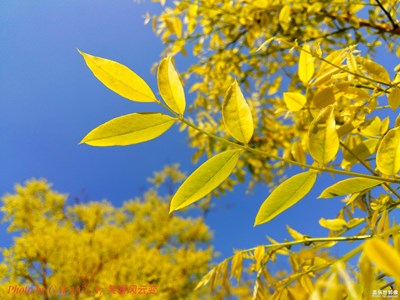 【葉子是個(gè)故事】+炫目