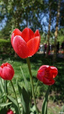 夏季哈爾濱之花