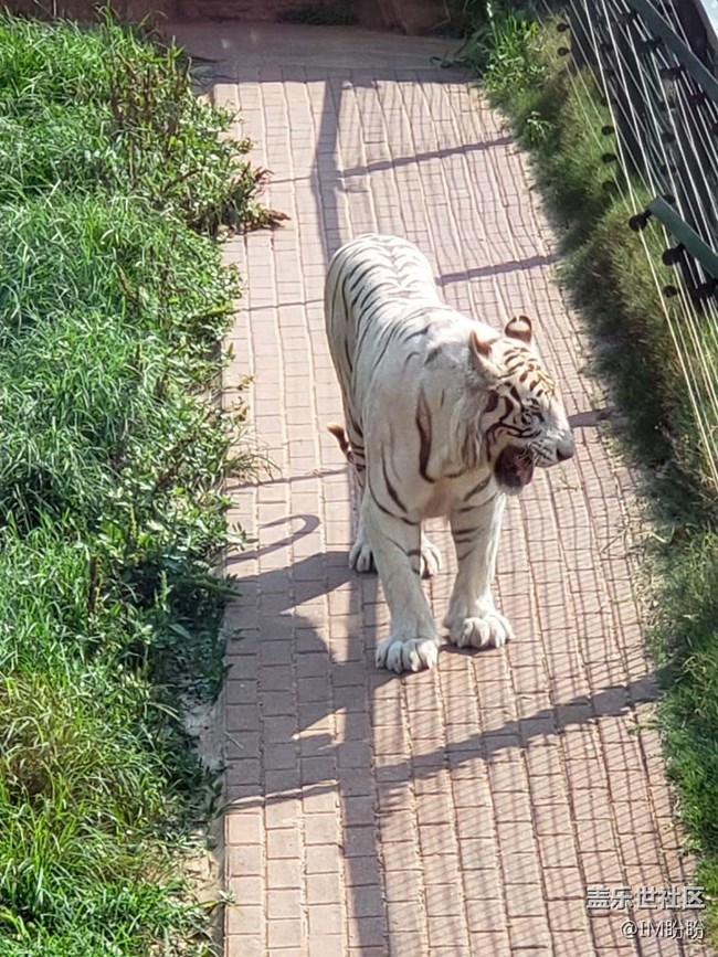 記長沙動(dòng)物園游——長沙星部落活動(dòng)