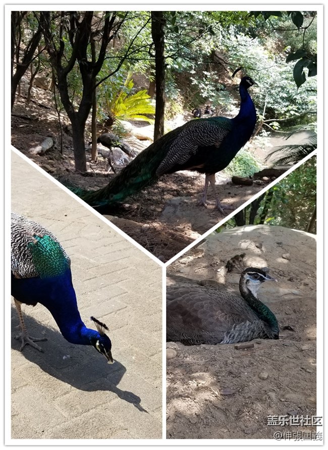 【回顧】長(zhǎng)沙星部落游玩活動(dòng)—《長(zhǎng)沙生態(tài)動(dòng)物園》