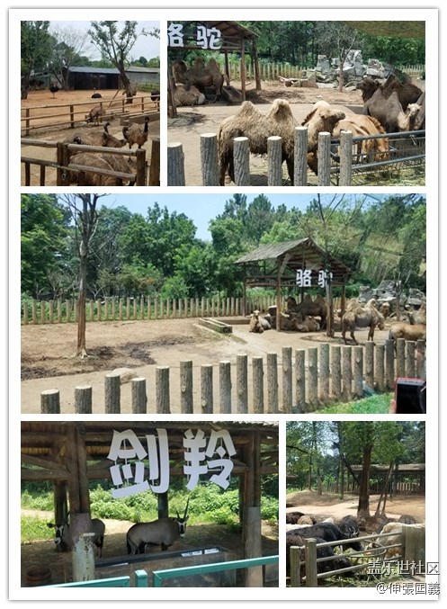 【回顧】長(zhǎng)沙星部落游玩活動(dòng)—《長(zhǎng)沙生態(tài)動(dòng)物園》