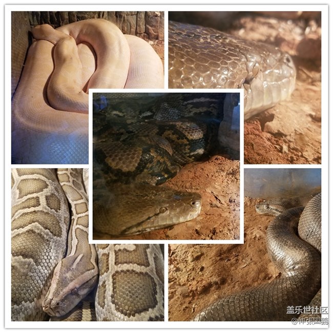 【回顧】長(zhǎng)沙星部落游玩活動(dòng)—《長(zhǎng)沙生態(tài)動(dòng)物園》