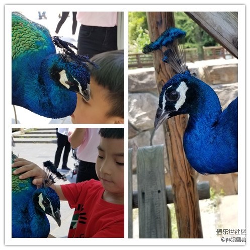 【回顧】長(zhǎng)沙星部落游玩活動(dòng)—《長(zhǎng)沙生態(tài)動(dòng)物園》