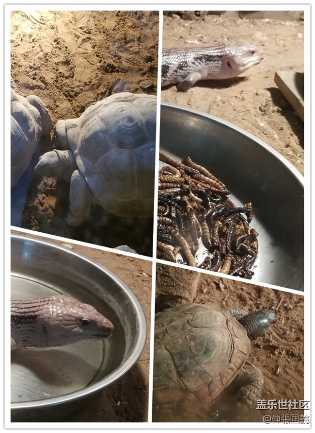 【回顧】長(zhǎng)沙星部落游玩活動(dòng)—《長(zhǎng)沙生態(tài)動(dòng)物園》