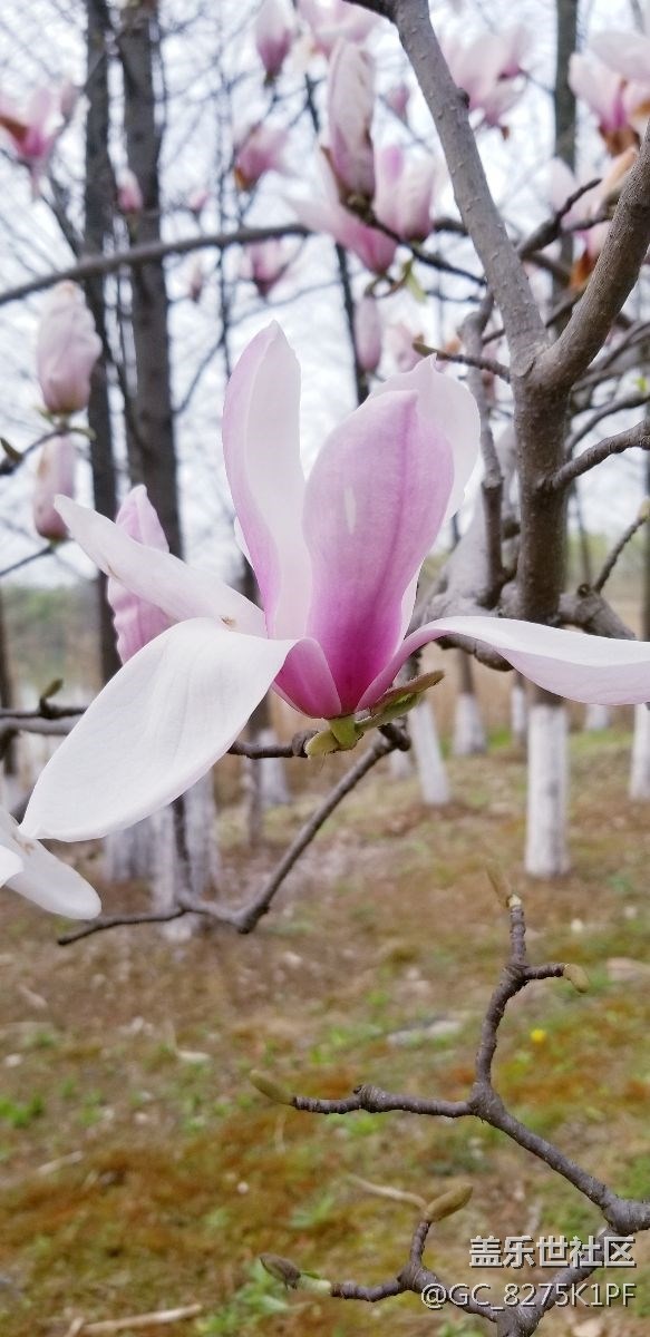 大愛三星的相機(jī)