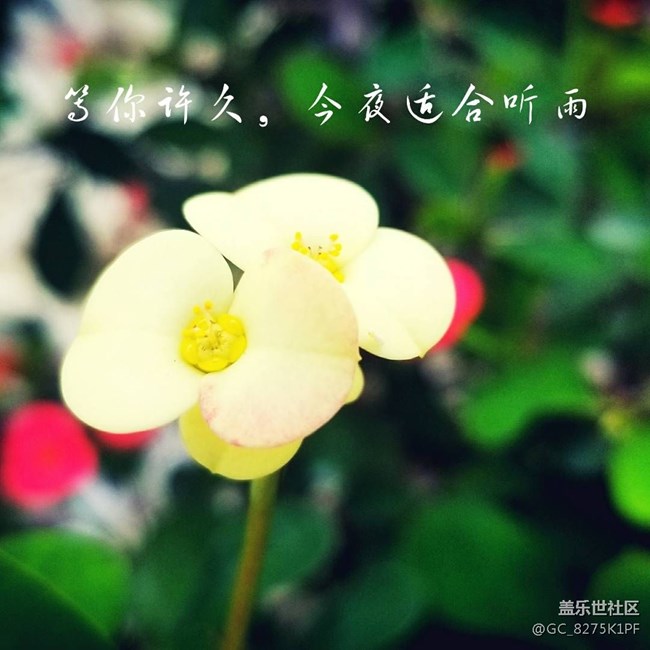 大愛三星的相機(jī)