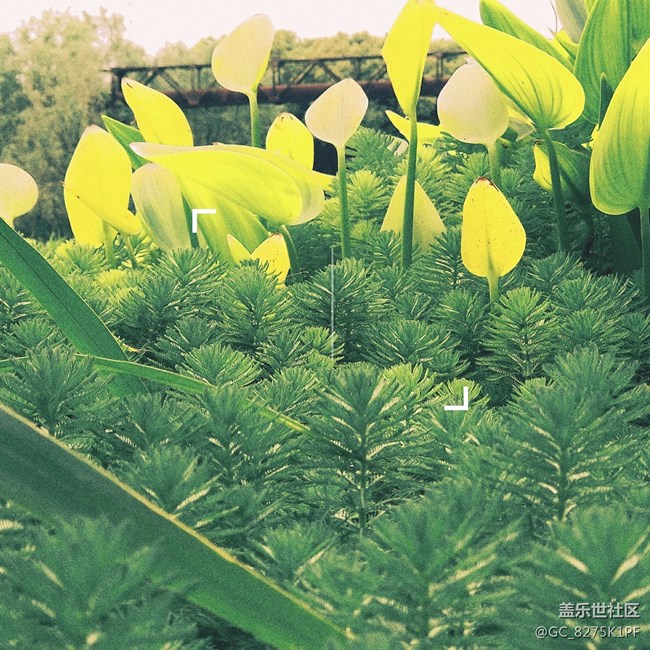 大愛三星的相機(jī)