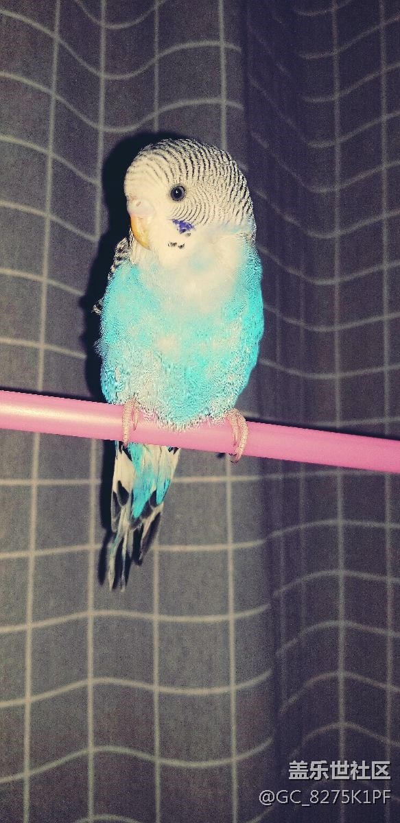 大愛三星的相機(jī)