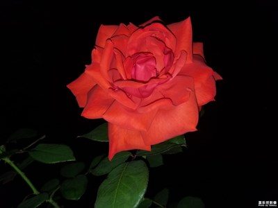 最美瞬間－玫瑰??的白天和黑夜