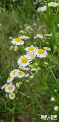 路邊小花隨拍