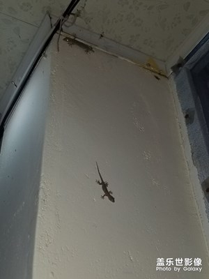 你們內(nèi)叫啥？