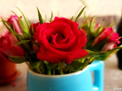 Note8拍了才知道－小月季