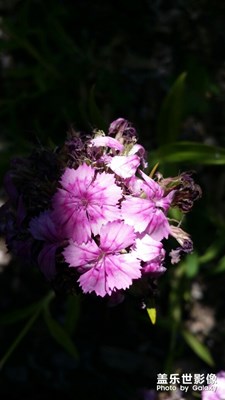 【回憶】+姹紫嫣紅