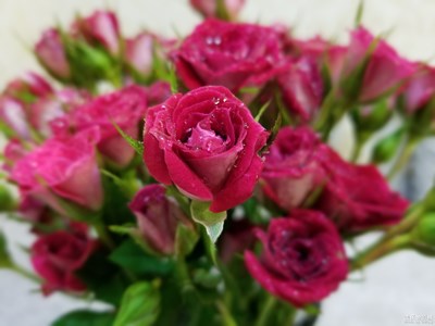 最美瞬間-小玫瑰