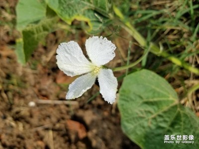 誰知道這是什么花