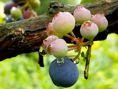 最美瞬間－藍莓