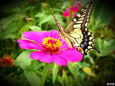 最美瞬間－蝶戀花