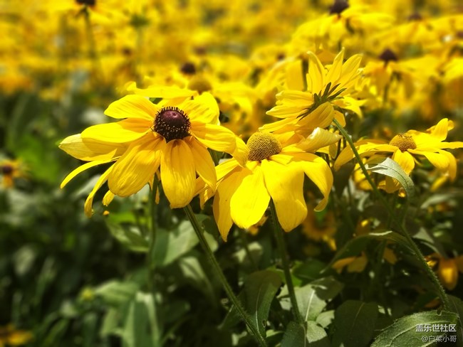 必須給大家安利一下 A9 Star的實(shí)時(shí)虛化功能 必須給大家安利一下 A9 Star的實(shí)時(shí)虛化功能