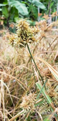 來(lái)幾張s9拍的