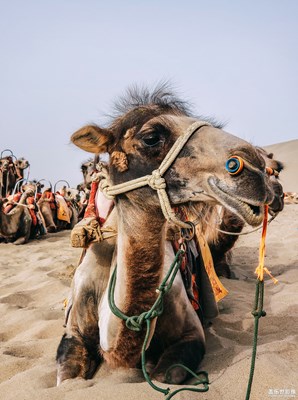 [中國(guó)最美瞬間]+敦煌篇（精選）