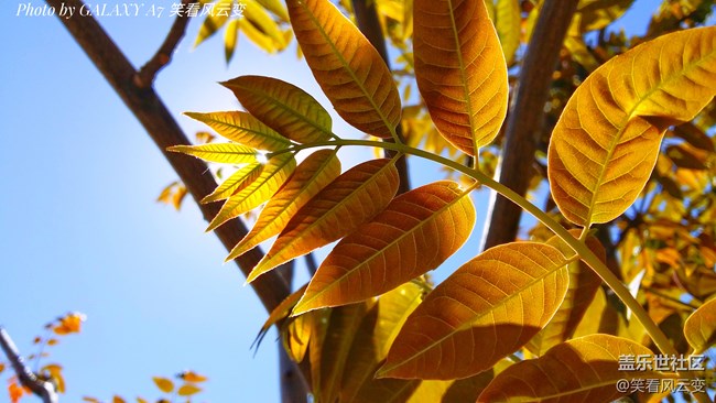 【第105期：距三星Galaxy系列新品發(fā)布 還有一個(gè)月！】