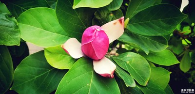 社區(qū)的花草樹(shù)木