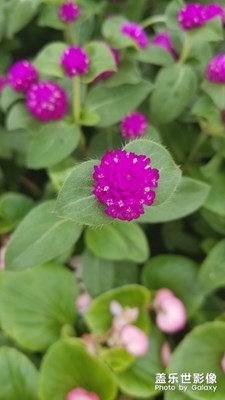 隨手一拍，路邊小花！