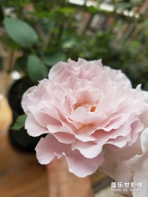 月季花